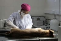 Zoonosis ampl&iacute;a sus servicios por toda la Ciudad