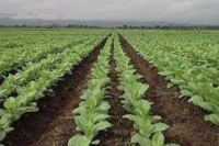 Demoras en el Fondo Especial del Tabaco complican la producci&oacute;n