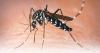 Alerta dengue: siguen en alza los casos y llaman a eliminar los criaderos del mosquito transmisor