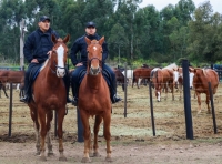Incorporan 32 equinos para fortalecer el Cuerpo de Caballer&iacute;a