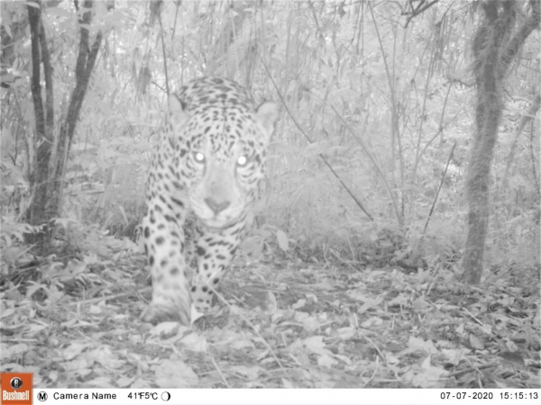 Corredor Calilegua-Barit&uacute; para proteger al Yaguarete