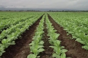 Tabaco Lucha antigranizo: arribaron recursos