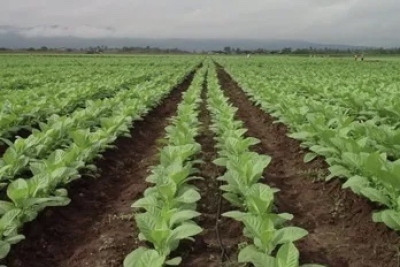 Tabaco Lucha antigranizo: arribaron recursos