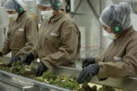 Cannava obtuvo importante Certificaci&oacute;n Internacional de Calidad