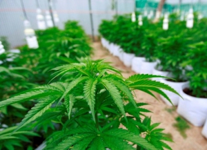 Cultivador de cannabis medicinal que estuvo un a&ntilde;o en prisi&oacute;n celebr&oacute; autorizaci&oacute;n de su uso