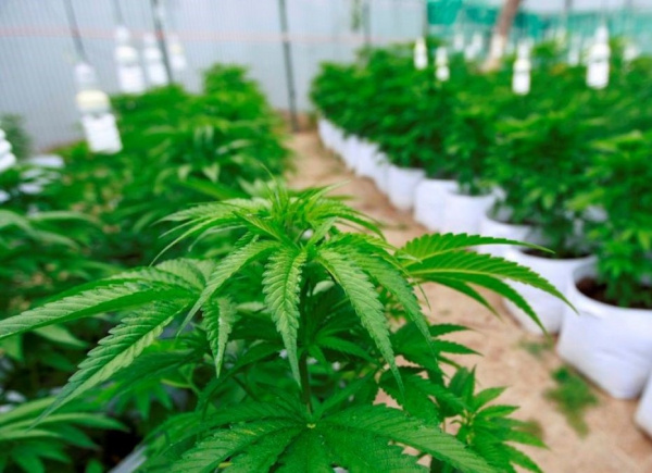 Cultivador de cannabis medicinal que estuvo un a&ntilde;o en prisi&oacute;n celebr&oacute; autorizaci&oacute;n de su uso