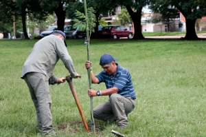 60 &aacute;rboles para palza de Coronel Arias