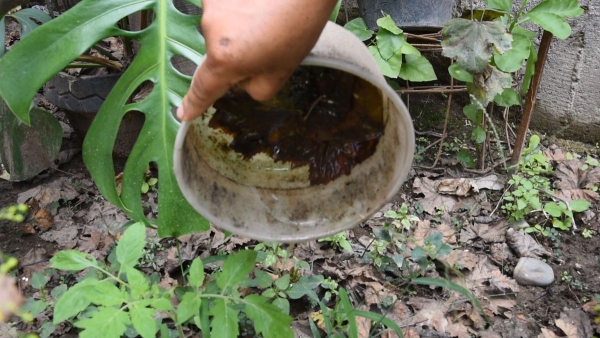 El riesgo de dengue sube con el Aedes Aegypti en la vivienda
