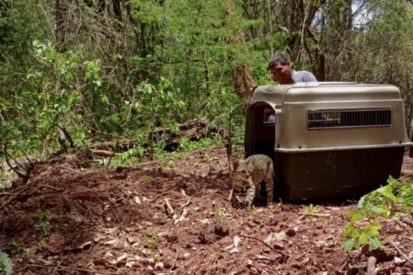 Animales silvestres fueron reintroducidos a su h&aacute;bitat natural
