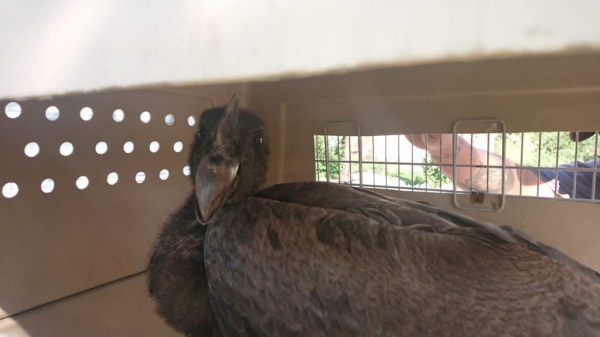 Rescatan un c&oacute;ndor andino en San Francisco