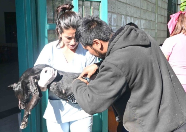 Zoonosis: jueves y viernes contin&uacute;a vacunaci&oacute;n y quir&oacute;fano m&oacute;vil