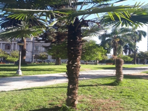 Actos vand&aacute;licos en Plaza Belgrano