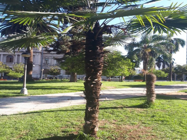 Actos vand&aacute;licos en Plaza Belgrano