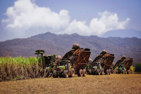 Ledesma finaliz&oacute; con &eacute;xito su zafra 2020
