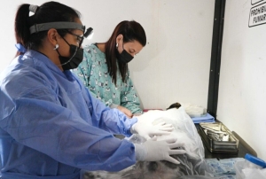 Zoonosis: cronograma semanal del quirófano móvil