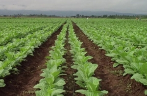 Campaña Tabacalera. Inscriben para financiar la etapa de plantación