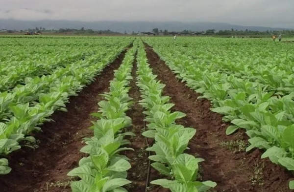 Campa&ntilde;a Tabacalera. Inscriben para financiar la etapa de plantaci&oacute;n