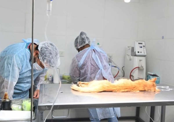 Nuevos operativos de castraci&oacute;n y vacunaci&oacute;n