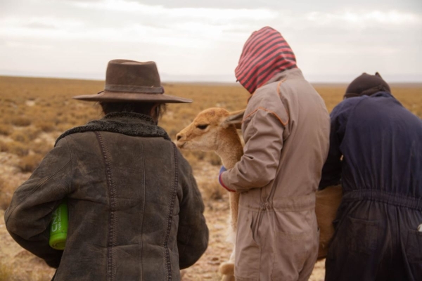 Cosecha r&eacute;cord de fibra en las esquilas sustentables de vicu&ntilde;as