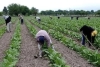 Beneficios para peque&ntilde;os productores tabacaleros