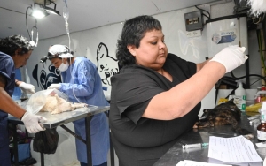 Castraci&oacute;n Masiva: 130 mascotas esterilizadas en Alto Comedero