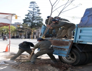 Iniciaron plan de arborizaci&oacute;n en la ciudad