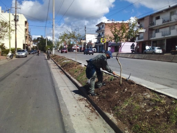 Rearborizaci&oacute;n en avenida Mosconi