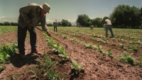 Tabacaleros.Financiamiento de mano de obra en cosecha