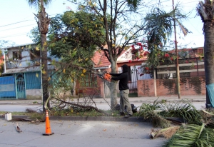 Realizan tareas de arbolados en barrios de Capital
