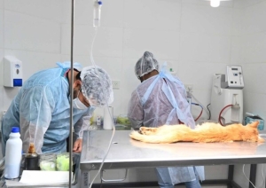Quirófano Externo de Zoonosis recorrerá distintos puntos de la ciudad