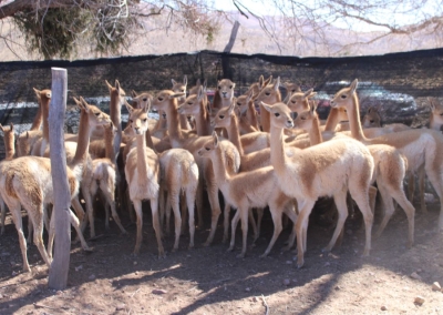 Puna juje&ntilde;a. Rescataron 42 vicu&ntilde;as de un antiguo criadero