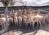 Puna jujeña. Rescataron 42 vicuñas de un antiguo criadero