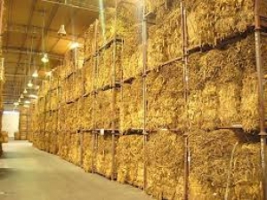 El tabaco Virginia ya tendr&iacute;a precio a valor d&oacute;lar