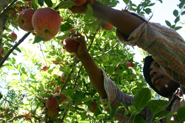 Otorgaron m&aacute;s de 19.000 Prestaciones a trabajadores rurales