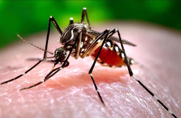 Alerta Dengue. Jujuy ya suma un total de 12592 casos