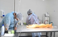 Zoonosis contin&uacute;a con el operativo semanal de castraci&oacute;n y vacunaci&oacute;n