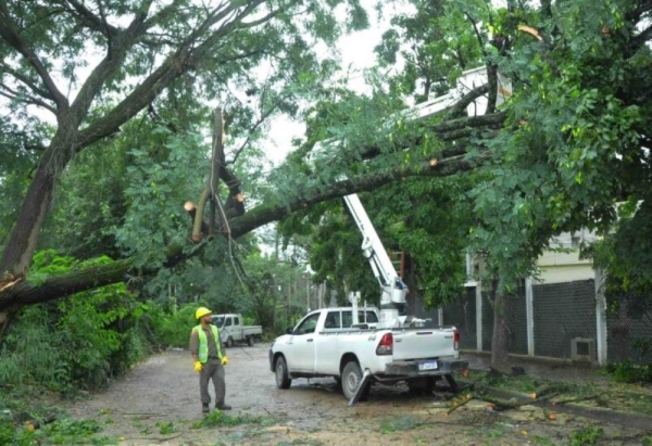 La Municipalidad refuerza el monitoreo del arbolado urbano