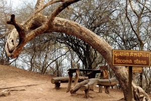 Caminata tem&aacute;tica en el Parque Bot&aacute;nico Municipal en el D&iacute;a Internacional de los Bosques