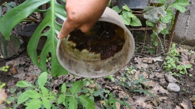 Jujuy contin&uacute;a sin casos de dengue