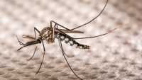 Misiones: El ministro de Salud provincial descartó una epidemia de dengue y contabilizó 35 casos