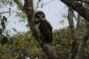 Exitosa suelta de lechuzas en el Parque Bot&aacute;nico Municipal de Jujuy