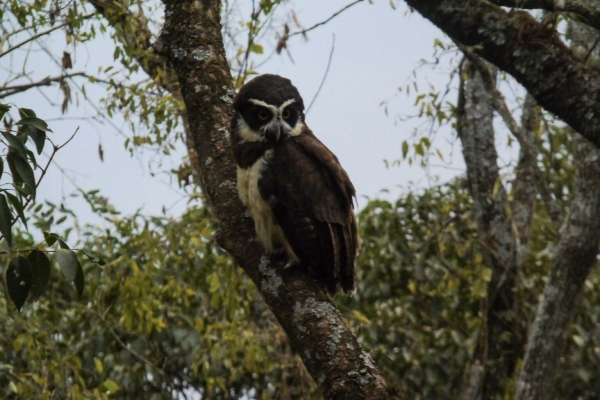 Exitosa suelta de lechuzas en el Parque Bot&aacute;nico Municipal de Jujuy
