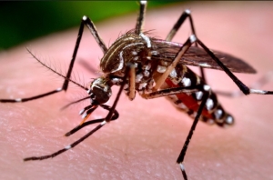 Pese al frío Jujuy registra 122 casos de Chikungunya y mas de 100 en evaluación