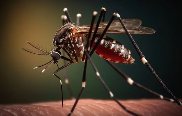 Dengue.En la última semana 383 nuevos casos de dengue en Jujuy