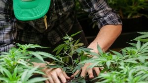 Luz verde de Salud al proyecto de cultivo de cannabis con fines de investigación