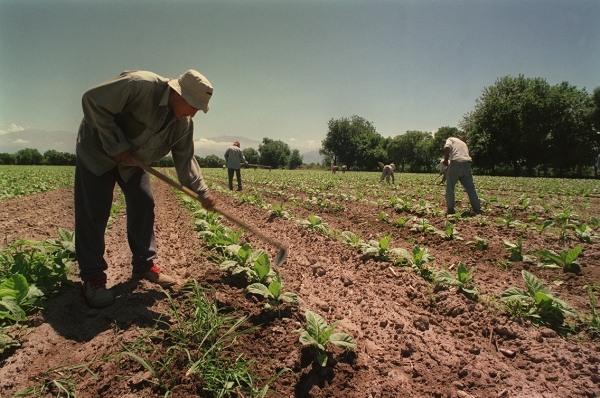 Trabajadores rurales recibir&aacute;n el bono de fin de a&ntilde;o