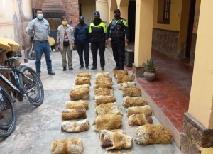 Cueros de vicu&ntilde;a fueron decomisados en Purmamarca