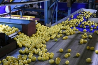 Ledesma busca triplicar exportaci&oacute;n de limones juje&ntilde;os a Estados Unidos
