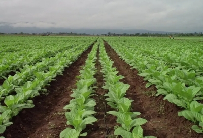 Inicio del acopio de tabaco en Jujuy