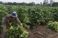 Agricultura transfiri&oacute; m&aacute;s de $ 1.000 millones del Fondo Especial de Tabaco a Jujuy